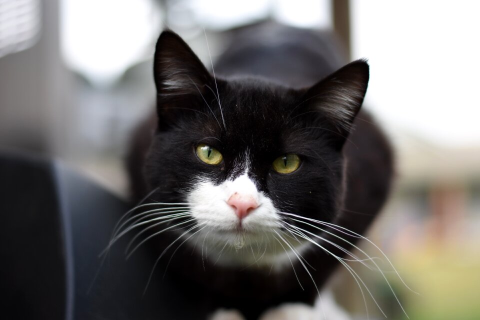 Animal domestic white
