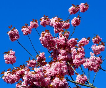 Flowers flowering trees nature