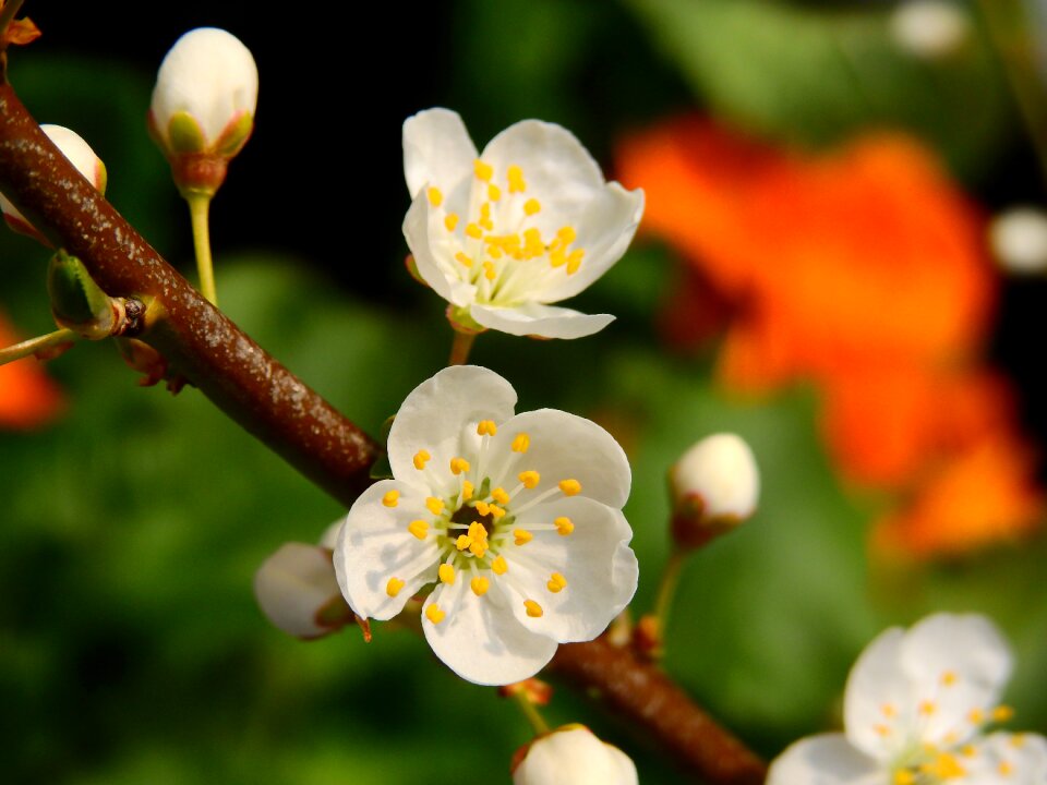 Cherry blossomed bloom flower