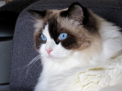 Look lying cat eyes