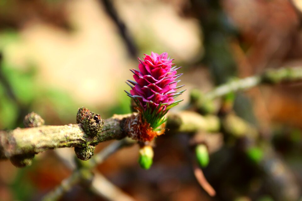 Nature spring flower