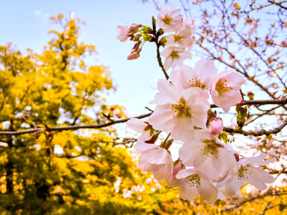 Japanese cherry flower