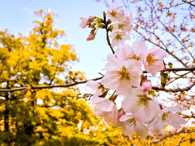 Japanese cherry flower photo