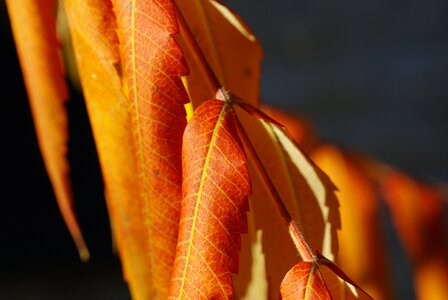 Dry leaves yellow golden autumn photo