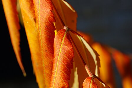 Dry leaves yellow golden autumn