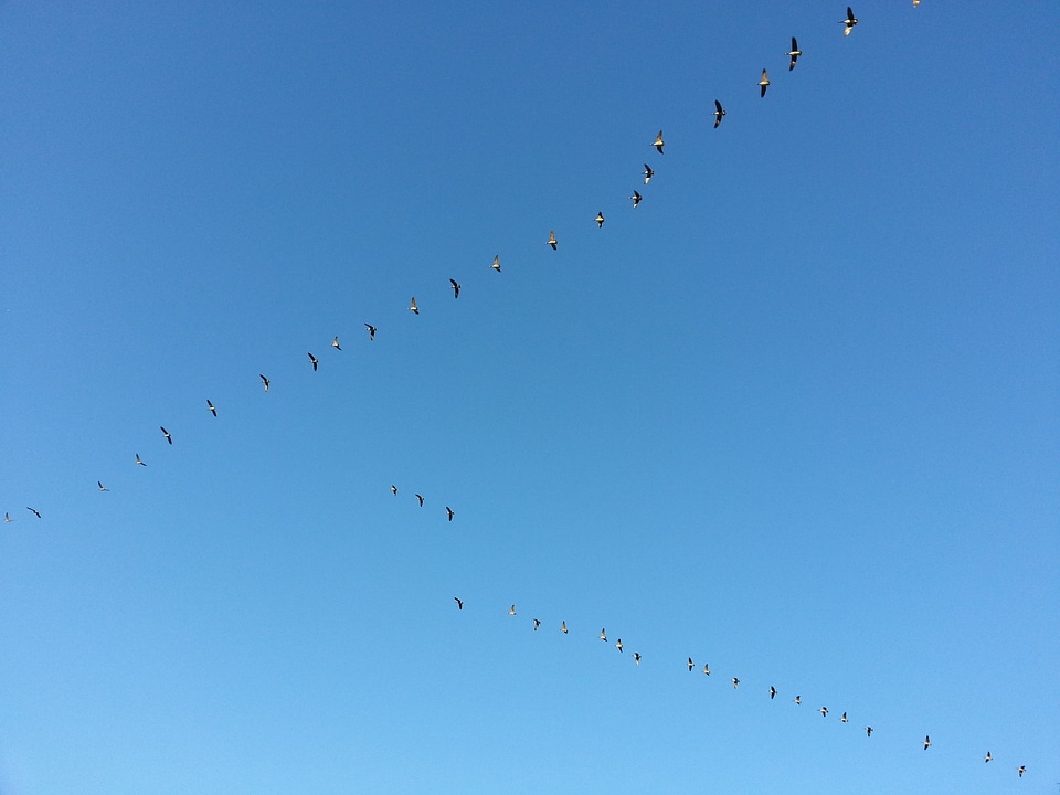 Bird fly wings