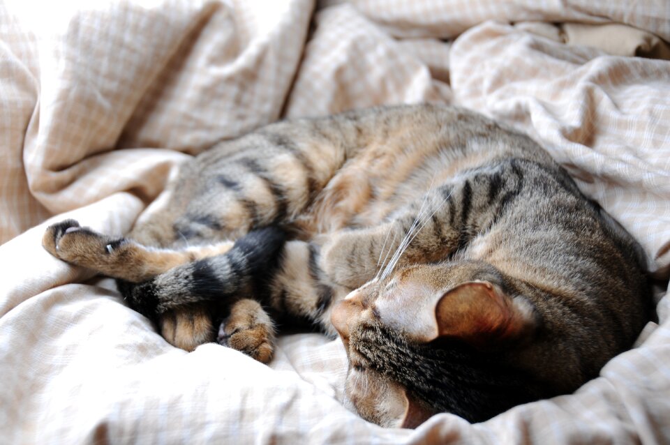 Cat pet sleeping their palate