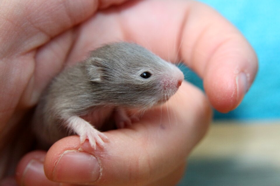 Hamster baby nager rodent