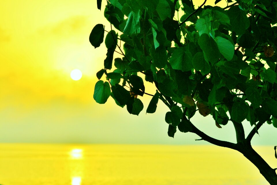 Silhouette leaves backlit