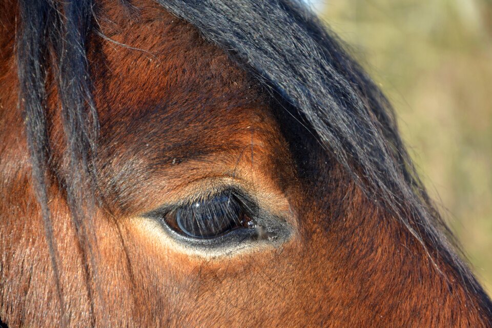 Equine horse brown