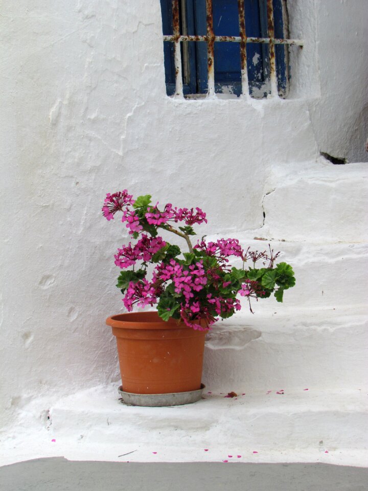 Flower plants white