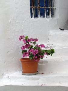 Flower plants white