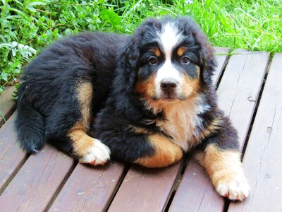 Pet puppy summer