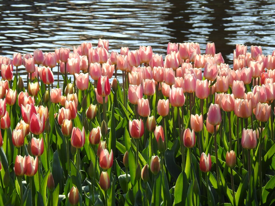 Floral nature blossom
