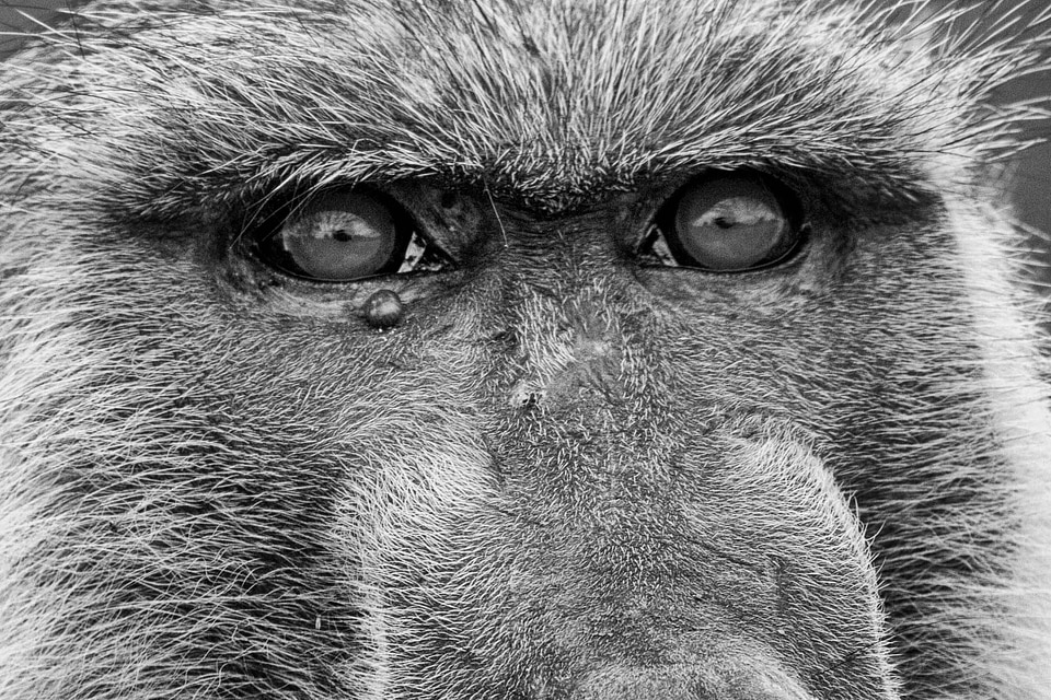 Primates important safari