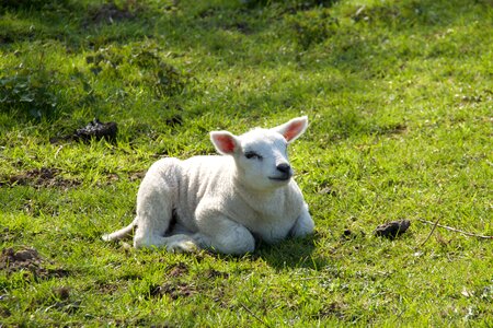 Young animal pasture photo