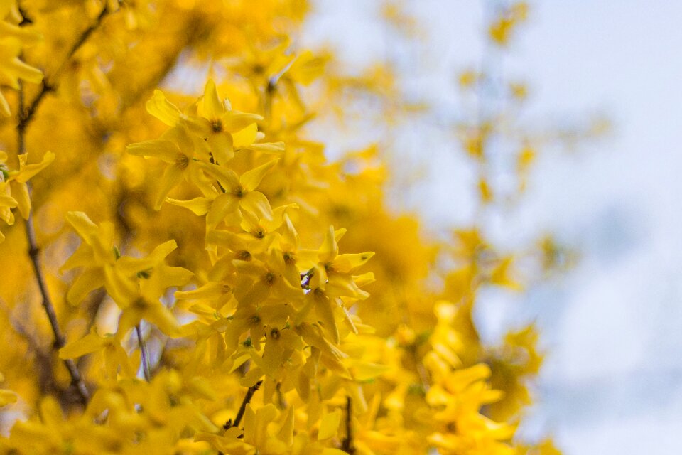 Nature spring blossom