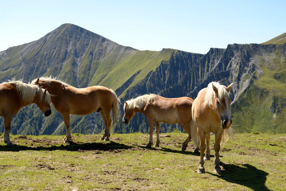 Alps summer