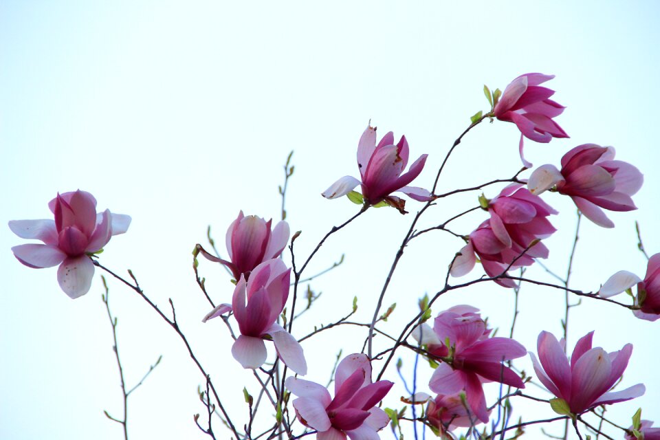 Purple flower spring