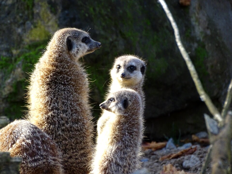 Wildlife cute nature