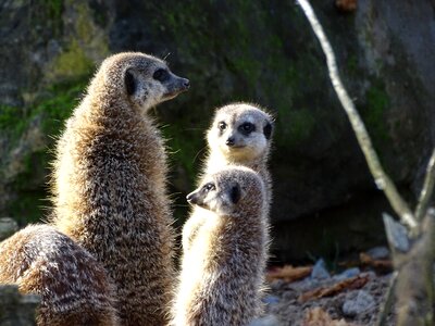 Wildlife cute nature