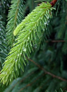 Conifer rain dew