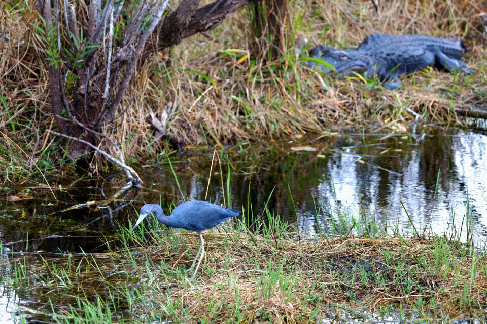 Water nature alligator
