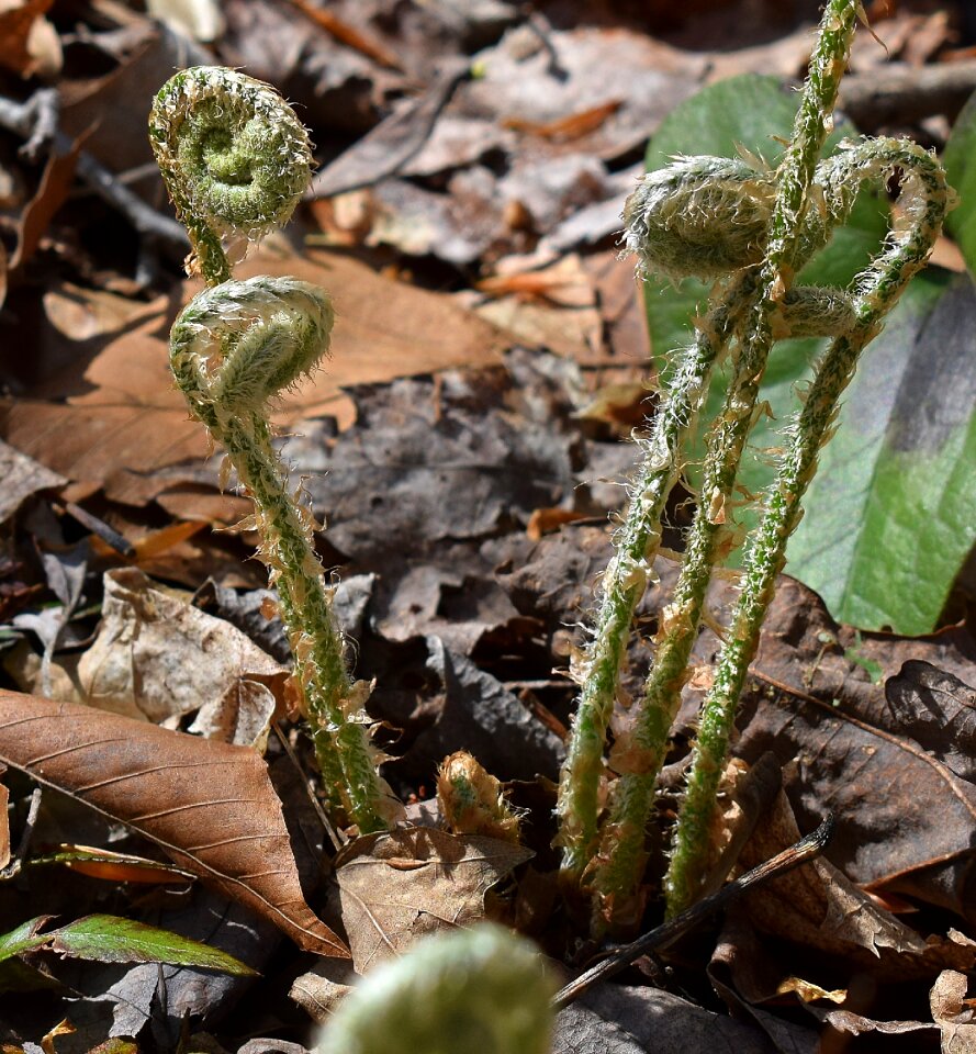Fiddleheads new spring