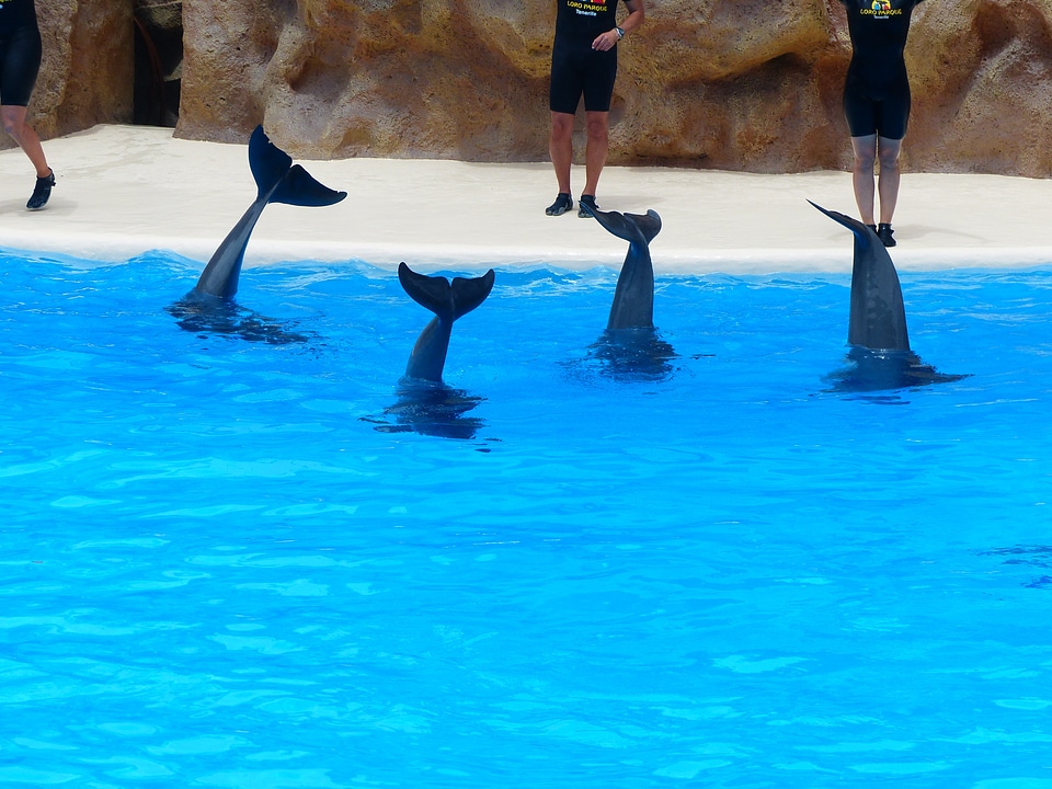 Fins standing on your head tursiops truncatus