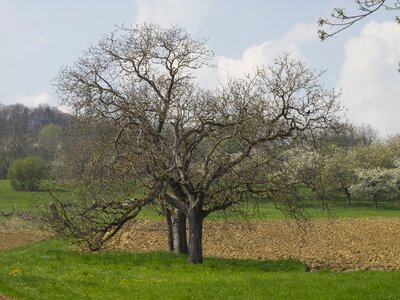 Trees field green