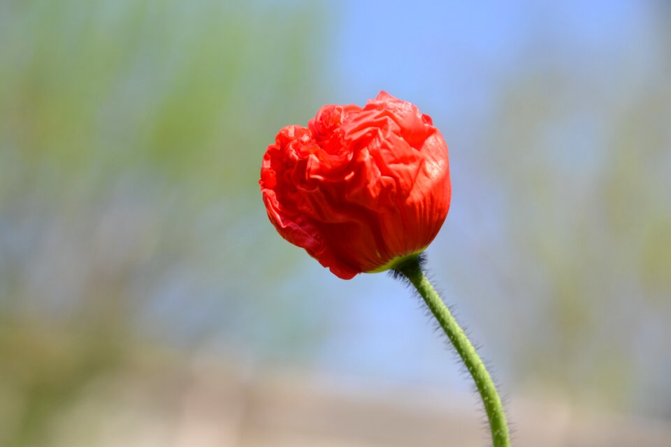 Bloom flower red flower