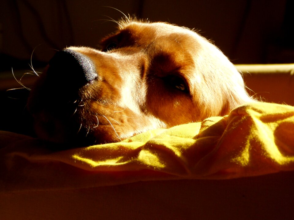 Dog animal cocker spaniel