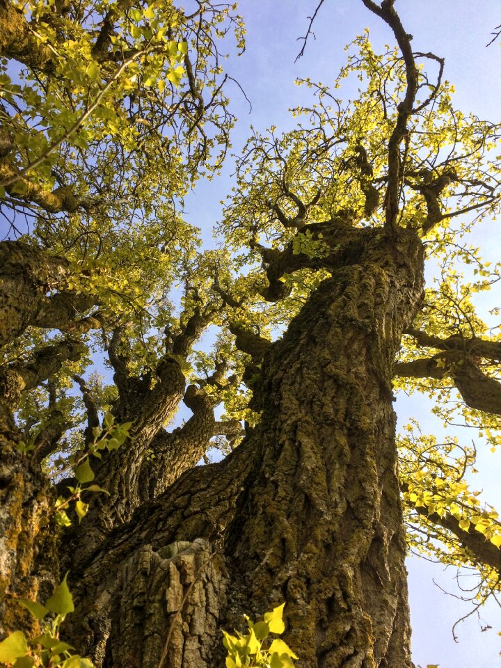 Trees poplar branch
