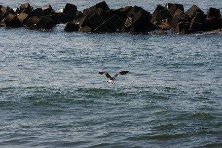 Seagull seabird wild animal