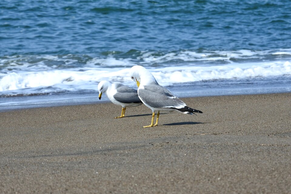 Beach sea gull seagull
