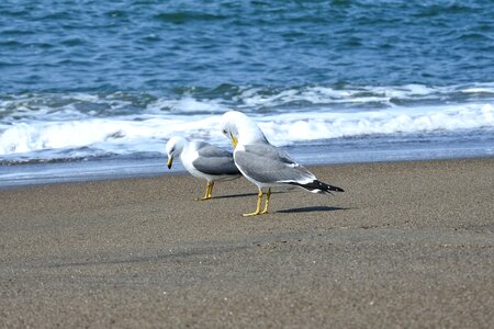 Beach sea gull seagull photo