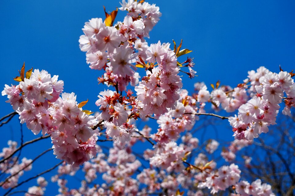 Tree white sky
