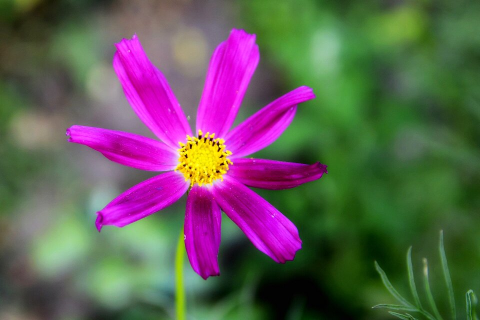 Nature flowers handsomely