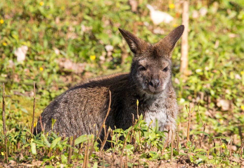 Kangaroo zoo animal