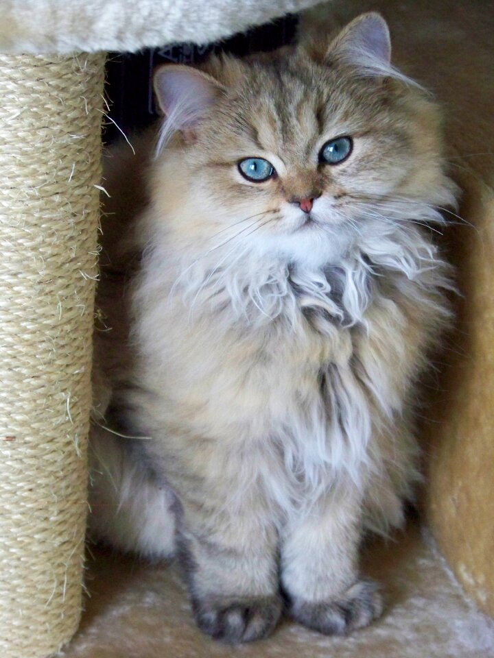 Animal kitten look