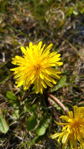 Yellow flower spring