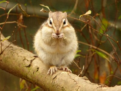 Animal squirrel diet