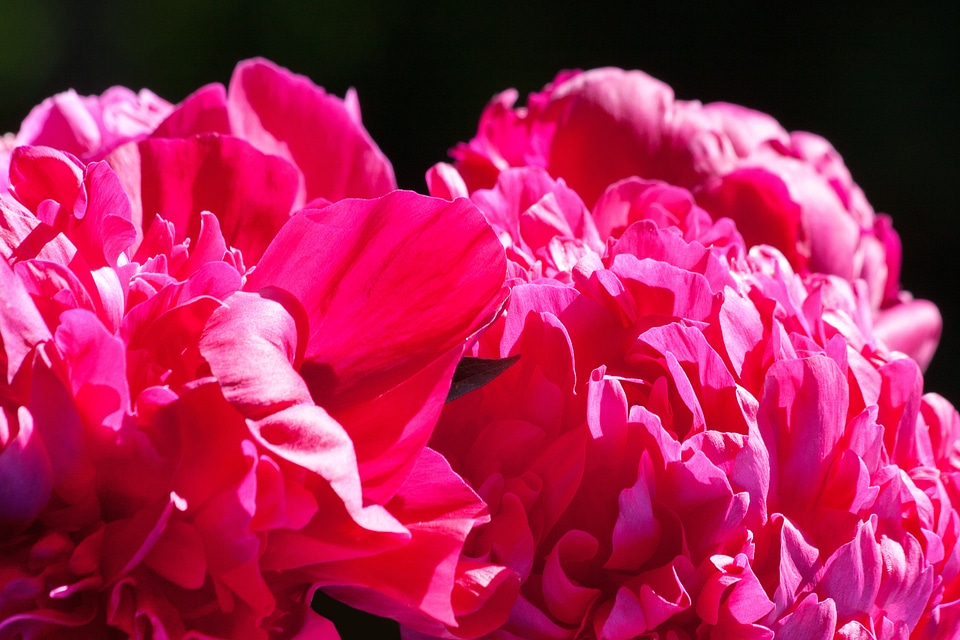 Nature flora spring
