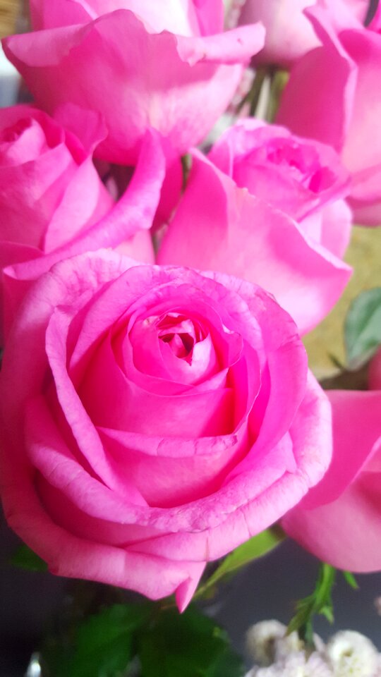 Plants beautiful blossom
