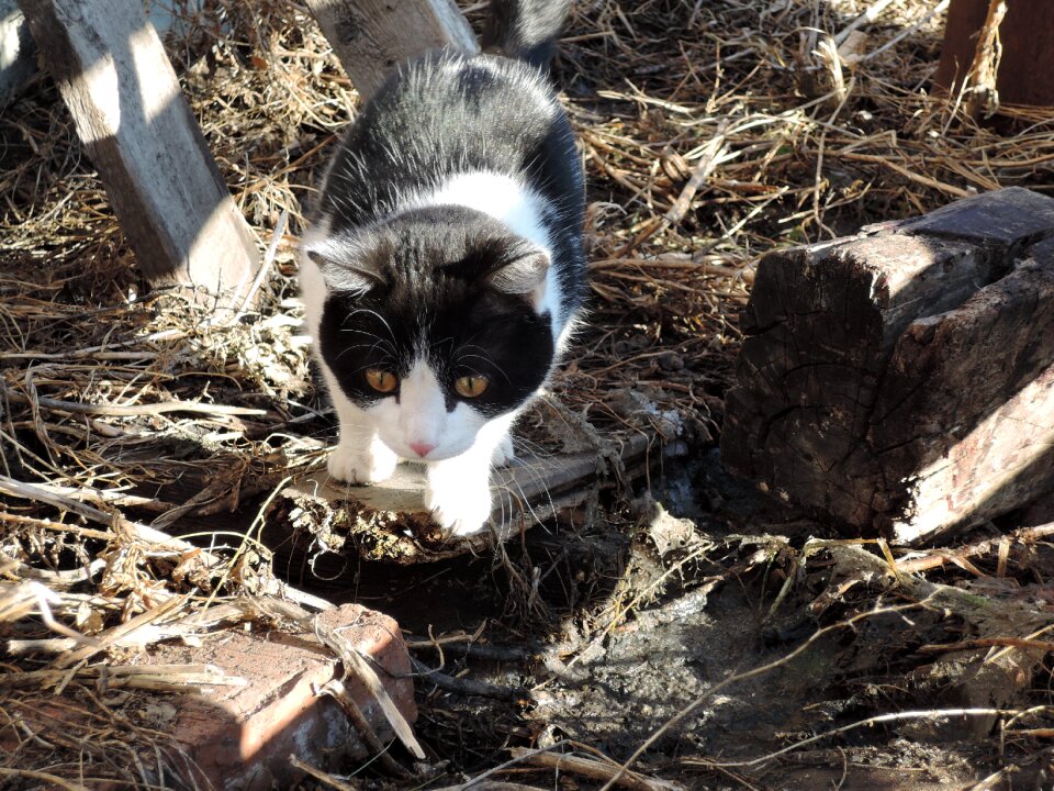 Animals village hunts