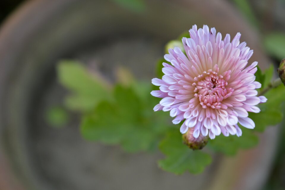 Nature macro blossom