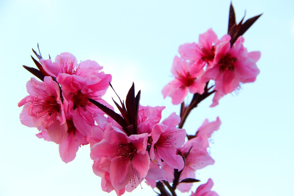 Peach blossom spring pink