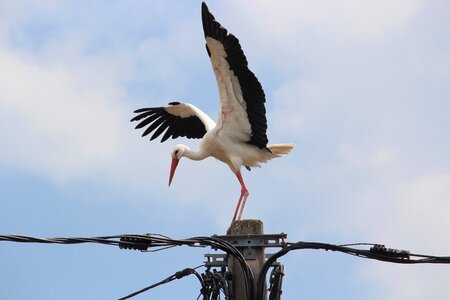 Animal sky alsace photo