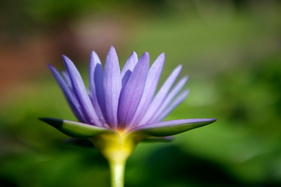 Blossom petal blooming