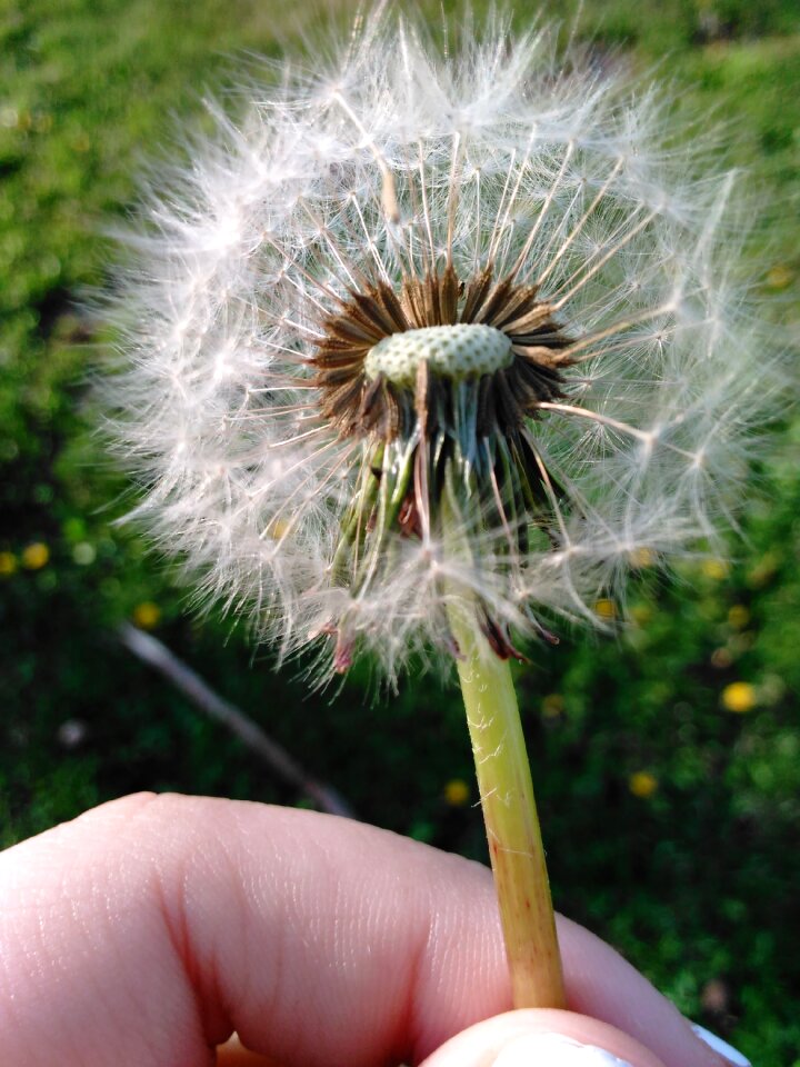 Grass wind